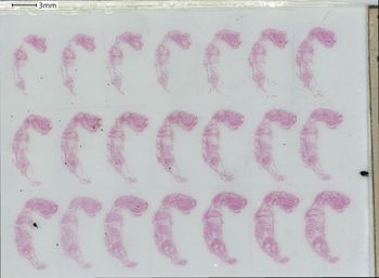 Media type: image;   Special Collections 1329 Description: slide G;